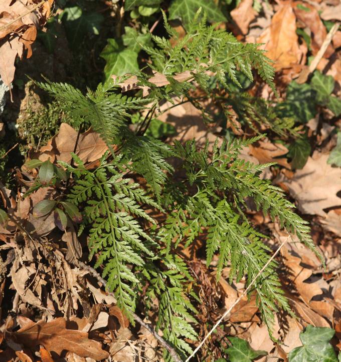 Asplenium onopteris e Asplenium adiantum-nigrum